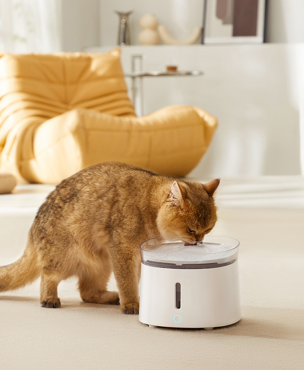 Evcil hayvan ürünleri